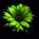 Zielony Kwiat